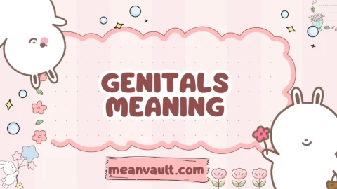 genitals meaning