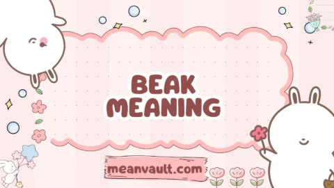 beak meaning