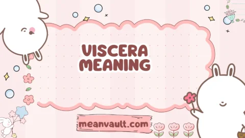 viscera meaning